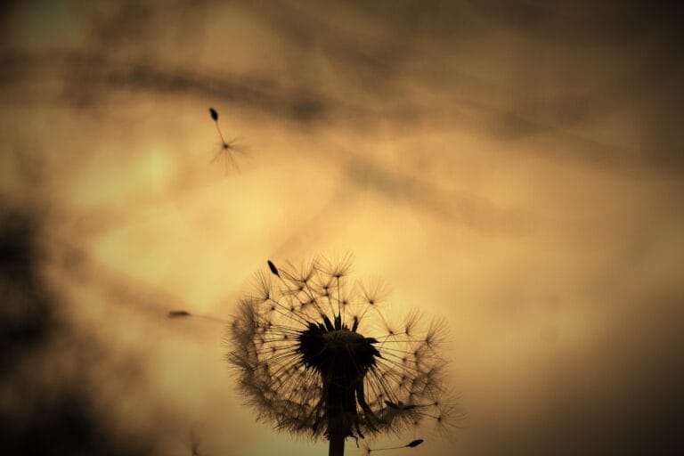 paardebloem in sepia, symbool voor vrijheid en loslaten